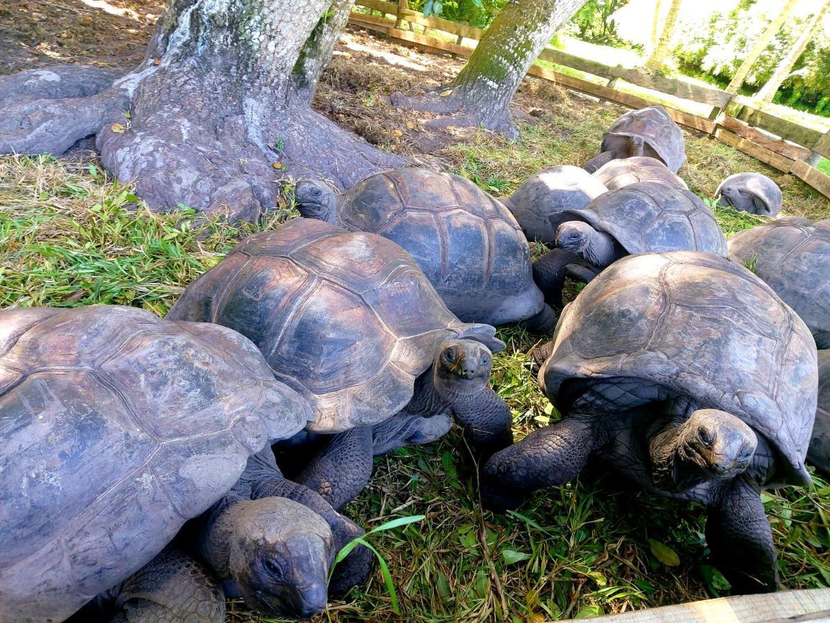 Le Vasseur La Buse Eco Resort Anse la blague Extérieur photo